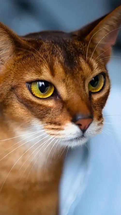 iphone 壁纸 可爱的小猫,棕色,脸,眼睛