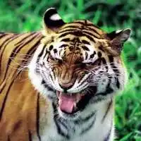 张牙舞爪很凶猛老虎头像图片_微信头像图片大全