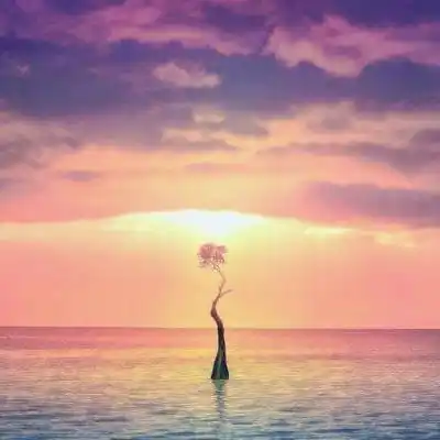 40岁大人用的微信头像花微信头像40岁女专用花