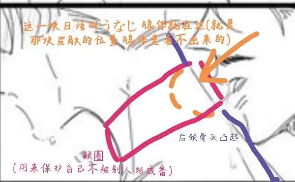 omega的腺体是啥样的?