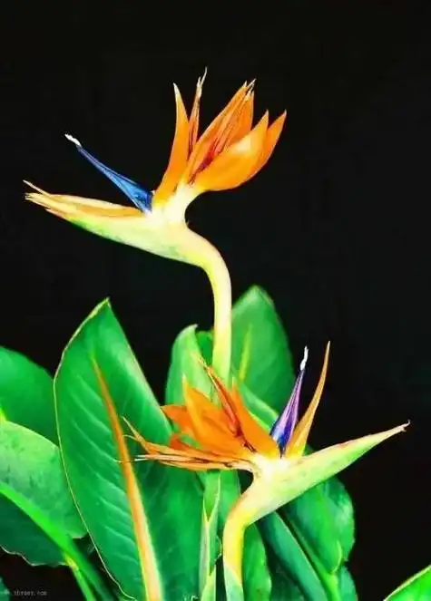 鹤望兰花语什么(描写鹤望兰寓意及象征)插图