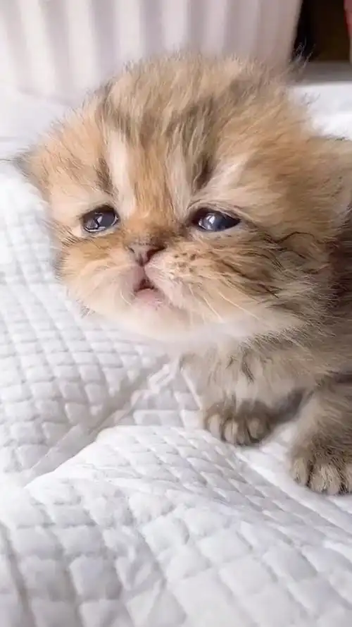 这个小猫咪,看起来真的好可怜的样子啊.