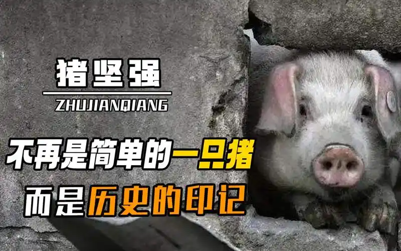汶川大地震13周年,当初被埋36天的"猪坚强",现状令人担忧