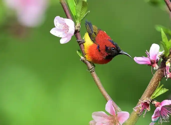 在桃花上的觅食的蓝喉太阳鸟