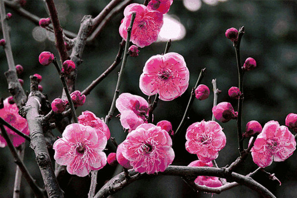 这些徐州周边免费赏花地,美翻了!走起!_梅花