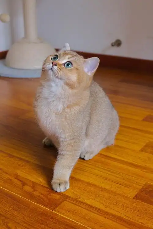 体型圆胖,品相甜美的英短金渐层家族