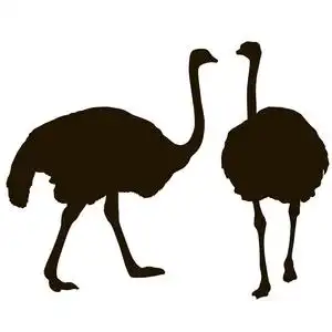 剪影大鸵鸟站立在白色背景上照片