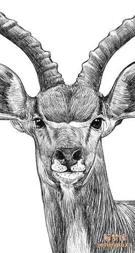 梦见一只藏羚羊