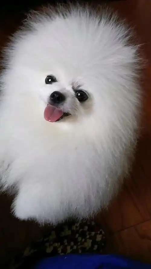 我的萌宠 #狗狗日常 #萌宠 #家有萌宠 #小博美 #萌萌小狗狗 #可爱的