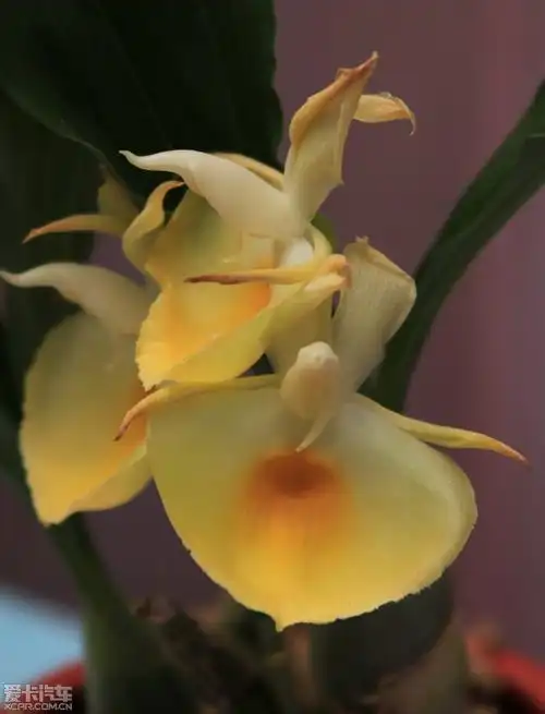 > 芷兰之室:不以无人而不芳(百图共赏)