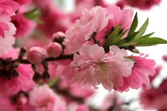 桃花的样子(桃花的样子图片)