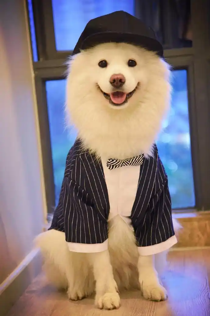 可爱狗狗萌宠手机壁纸图片,动物,可爱,萌宠,狗狗,狗狗图片,网红狗狗