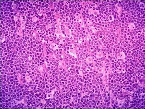 镜下观如图所示以下叙述中错误的是