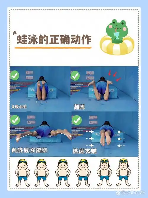 蛙泳的正确动作