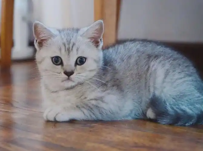 自家养的英短小猫崽崽找新家啦