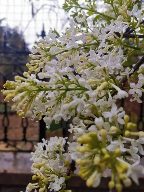 雨中丁香香气四溢,夹杂着一丝丝清凉,沁人心脾,深深吸上一口,感觉给