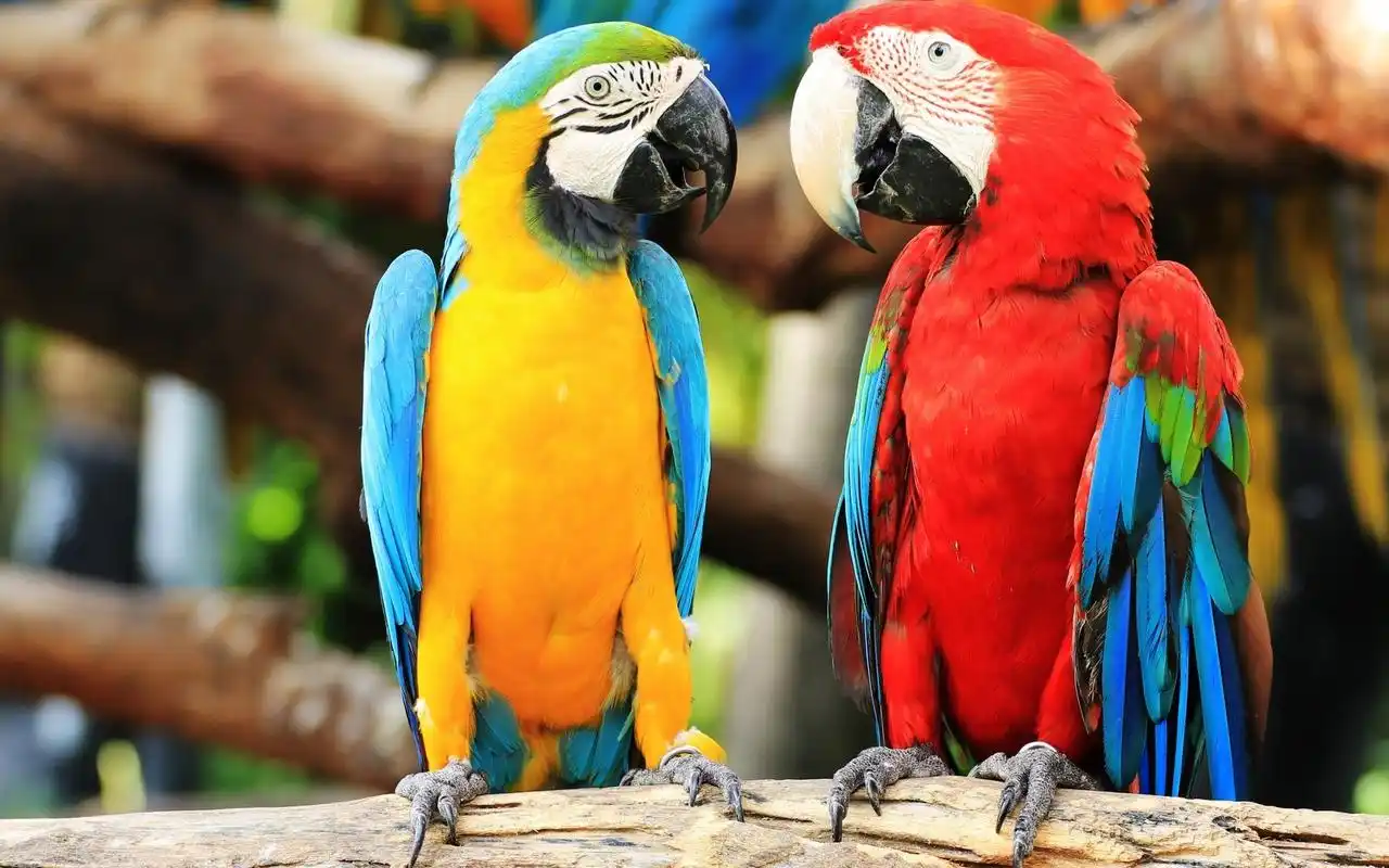 会说话的宠物鹦鹉