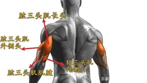 大家探讨了肱二头肌训练中常见的问题,评论中有读者希望讲讲肱三头肌