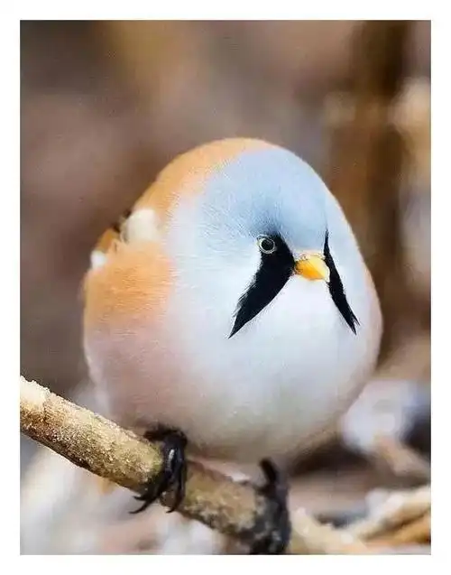 大自然珍贵罕见的鸟类,美丽活泼,呆萌可爱,体型奇特|山雀|小鸟|翠鸟