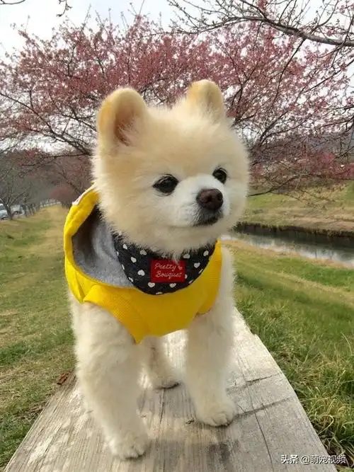 看看萌犬俊介君的可爱照片,给阴霾的日子带来一丝慰藉