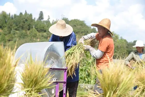 村民正在用小型打谷机脱粒.汪沙摄