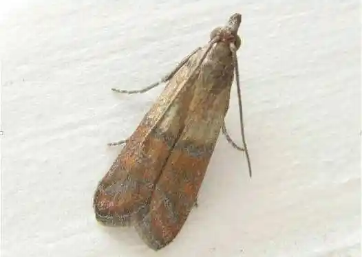 p>雌虫翅展10～12毫米,雄虫翅展8～10毫米.