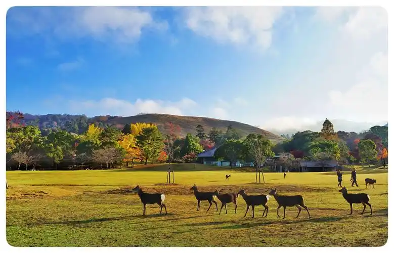 那么这群神奇的偶像,就是日本奈良公园的梅花鹿.