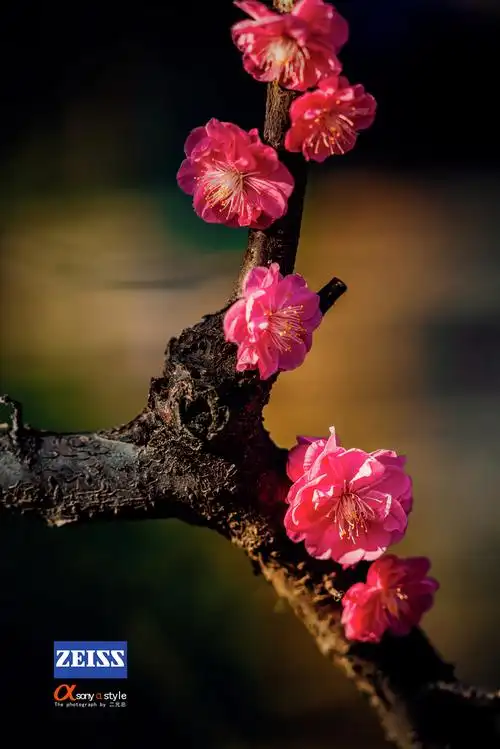 【泰安王母池的梅花开了】