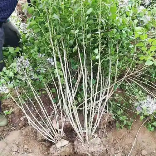 基地出售小叶丁香 园林绿化景观树苗花镜植物 小叶巧玲花