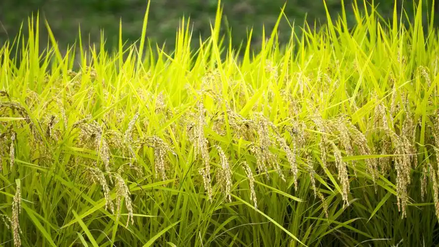 高清水稻图片桌面壁纸