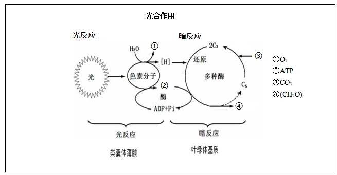 思考光合作用过程中能量是如何进行变化的以及整个光反应阶段和暗反应