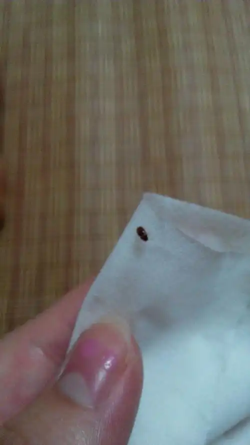 床上出现一些红棕色的小飞虫,有谁知道这是什么虫啊