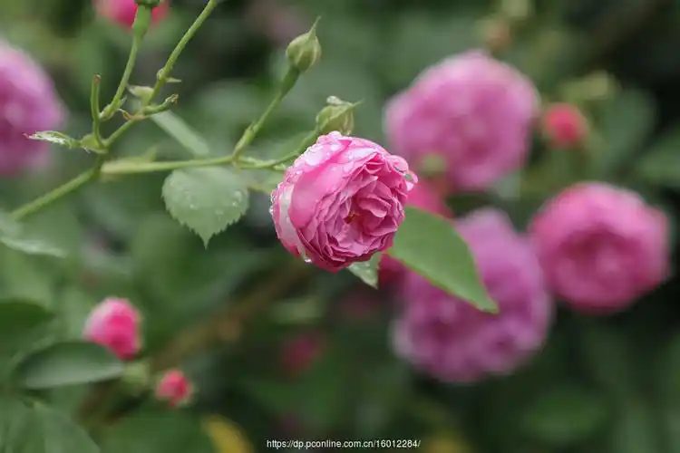 【蔷薇花摄影图片】生态摄影_太平洋电脑网摄影部落