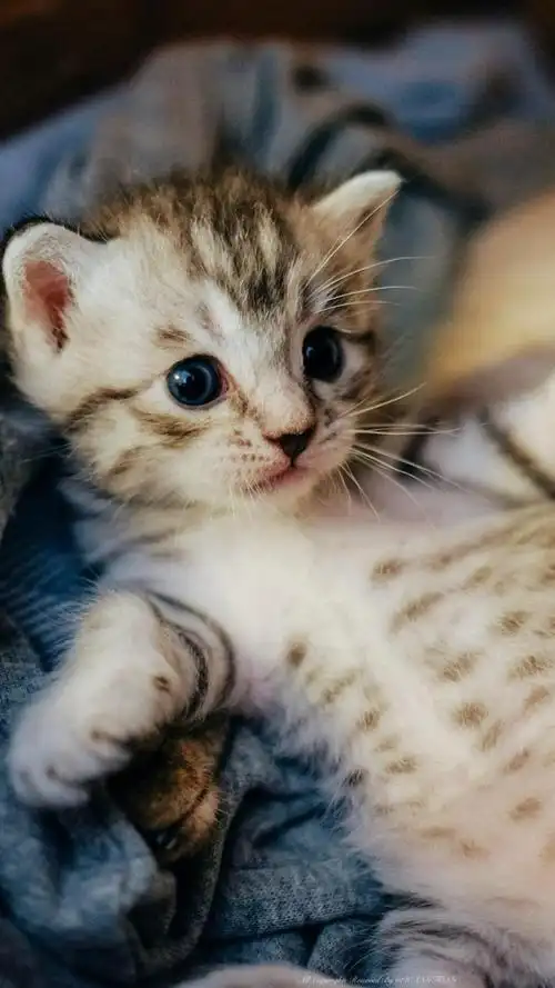 可爱猫咪,高清图片,手机锁屏桌面-壁纸族