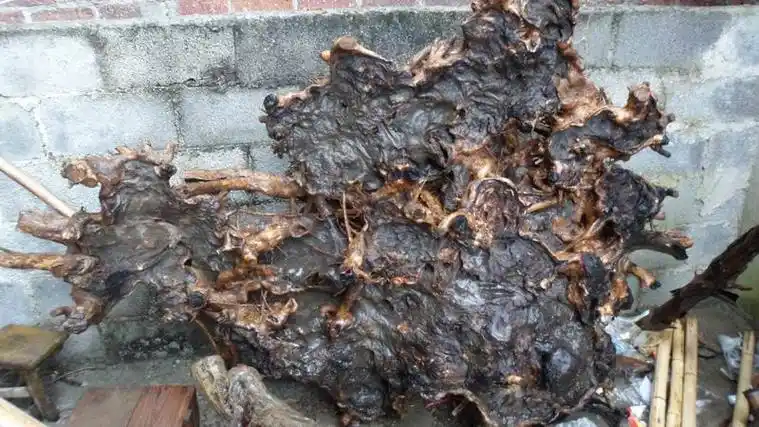 p data-id="gnx5ykdlwl">桃根为 a target="