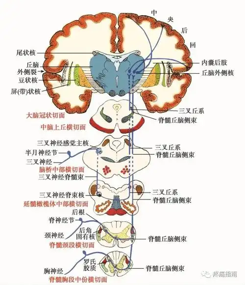 特殊感觉系统临床解剖