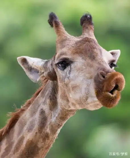 动物的笑容往往能治愈一切的失落