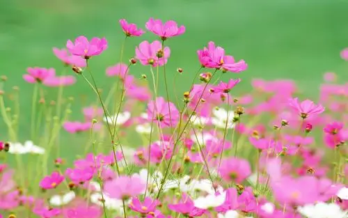 朦胧唯美花朵 高清壁纸15 - 1920x1200