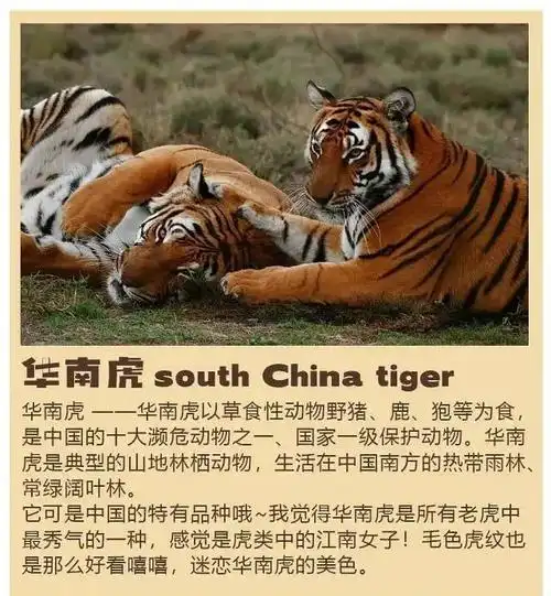 新知达人, 国家珍稀动物ip角色打造,很暖心的设计!