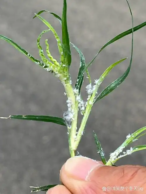 草坪里出现这样白色的小虫子是什么虫?