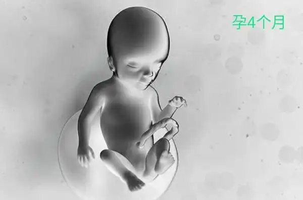 怀孕4个月胎儿的发育情况孕妇有这几种感觉表明胎儿发育很好
