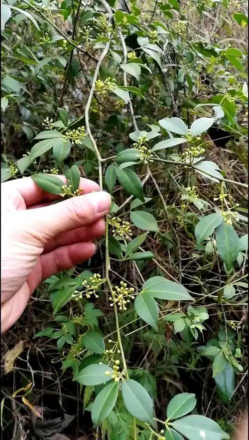全民独门绝技咖#风湿骨病特效草药飞龙掌血!分享传统草医知识-度惺佑