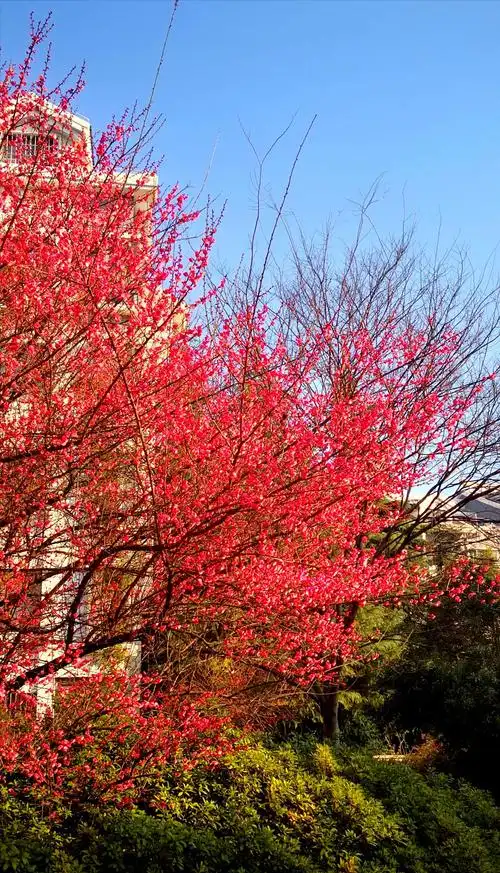 天地肃清 红梅怒放 - 美篇