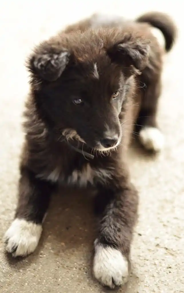 黑色小狗,躺在地上的黑色小狗