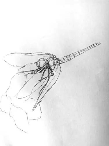 和红伟笔下的蜻蜓写生一一一