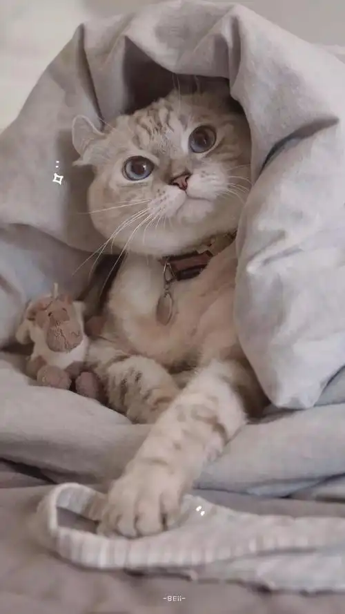 猫咪背景图晚安吃着可爱多长大的小仙女