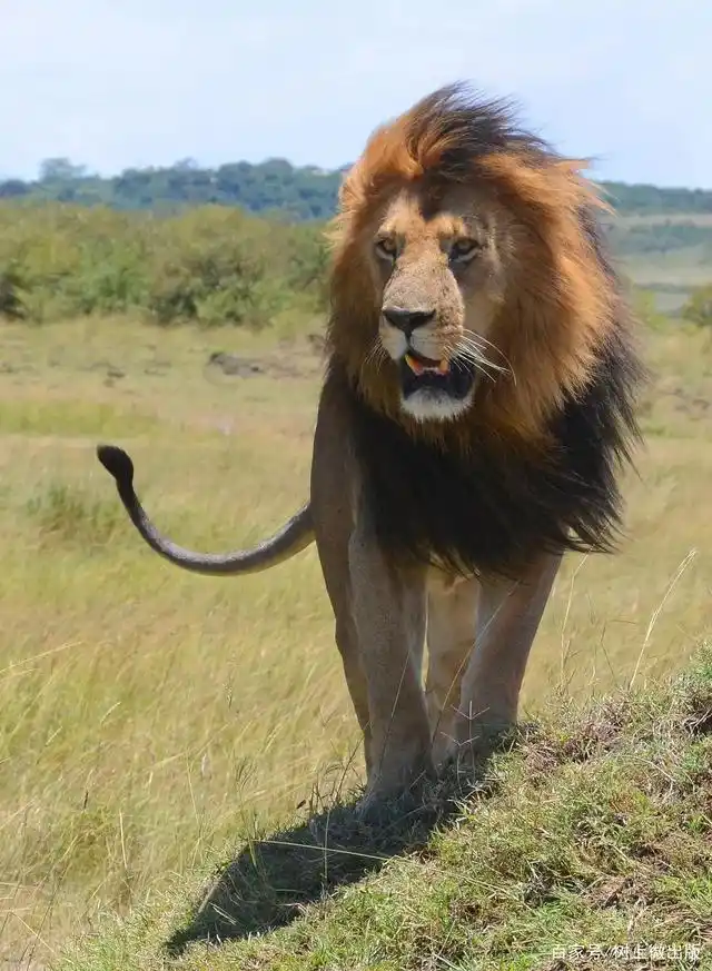带你走进一个真实版狮子王的世界——狮王卡里
