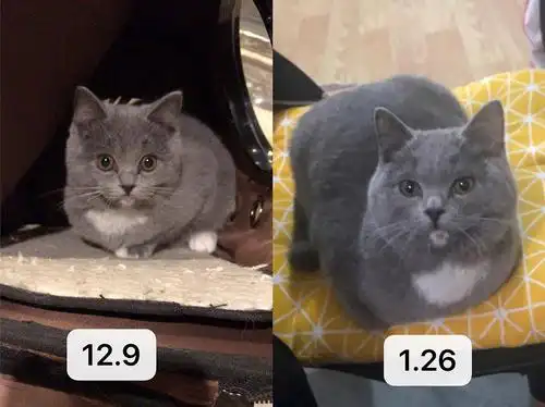 布偶蓝猫混血蓝白名叫口水巾