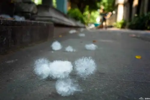 一到这时节,木棉的棉絮就满大街飘.