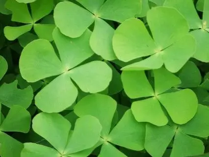 微距幸运四叶草高清摄影图片